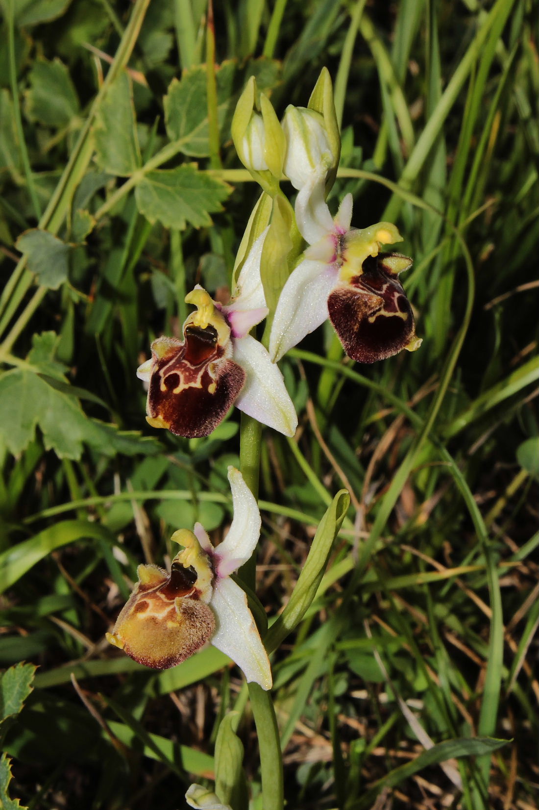 Orchidee Basso PiemonteEntroterra Liguria